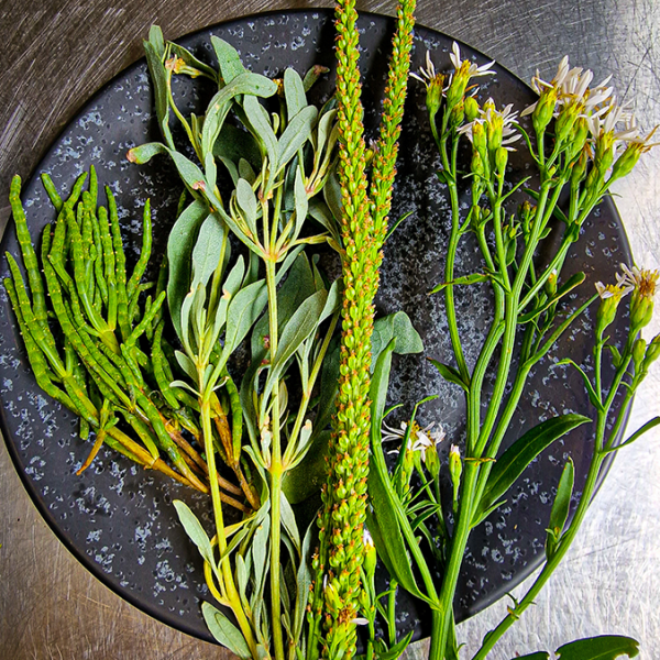 Wild Food Family Wild Food Discovery Session - Really Wild